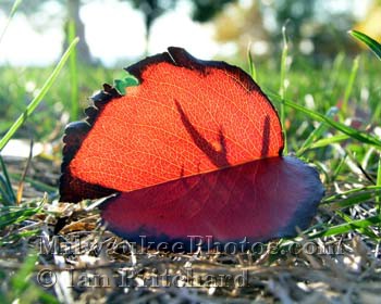 Photograph of Translucent leaf from www.MilwaukeePhotos.com (C) Ian Pritchard